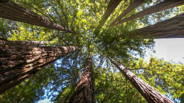 Trusted West Babylon, NY Tree Services Experts